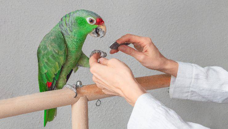 taglio delle unghie del pappagallo