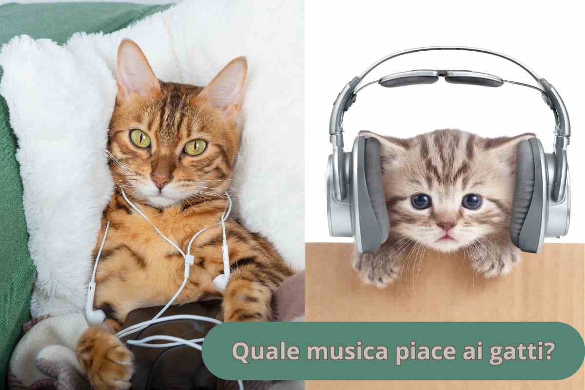 Gatti che ascoltano musica