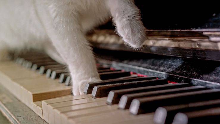 Gatto suona il pianoforte con le zampe