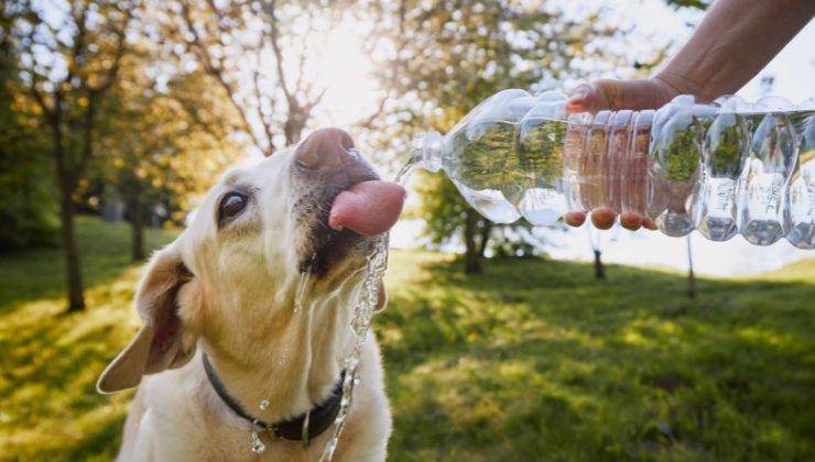 Dare da bere acqua al cane