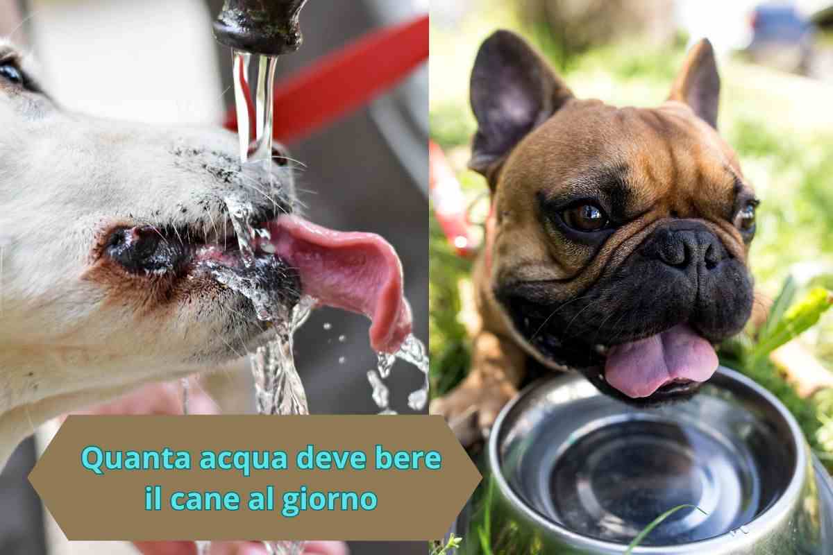 Cane beve da una fontana e cane che beve dalla ciotola