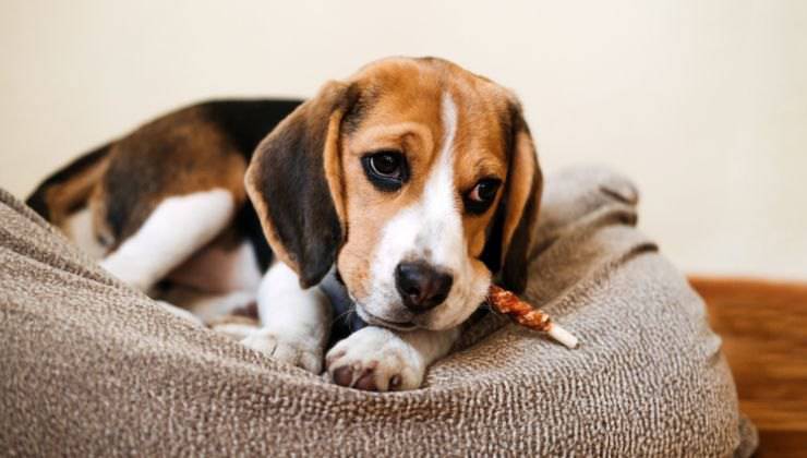 Cane nella cuccia si gode il suo snack