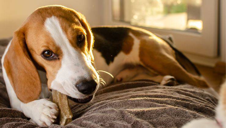 Cane steso sul letto morde il suo snack