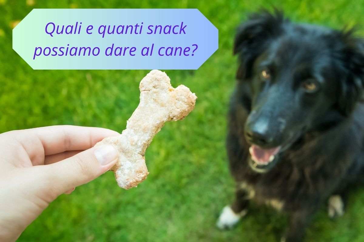 Cane seduto che aspetta il suo snack