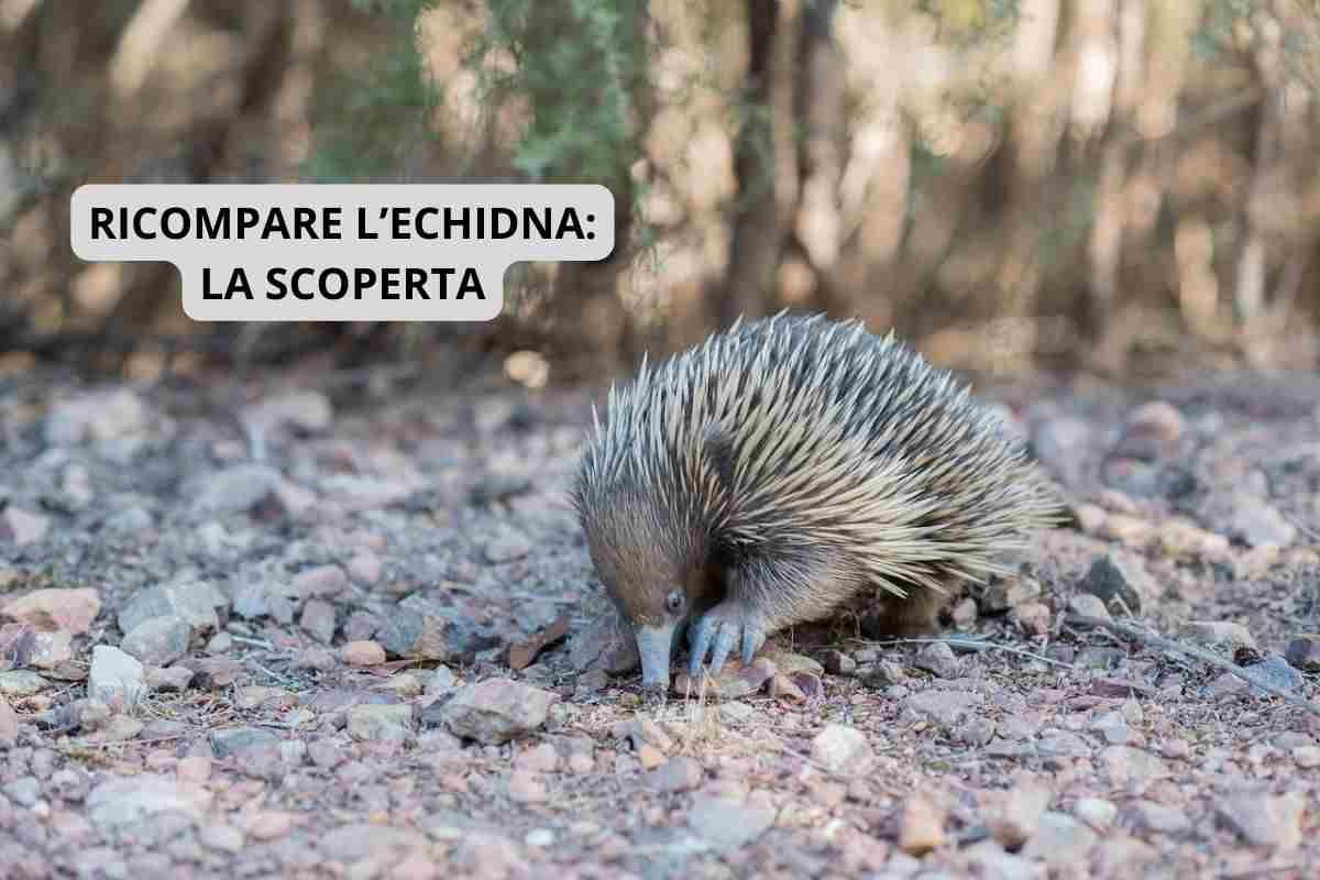 Esemplare di echidna