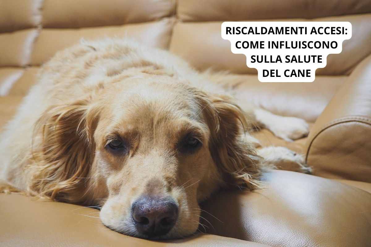 Cane sul divano