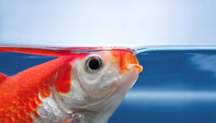 Pesce con la bocca fuori dall'acqua