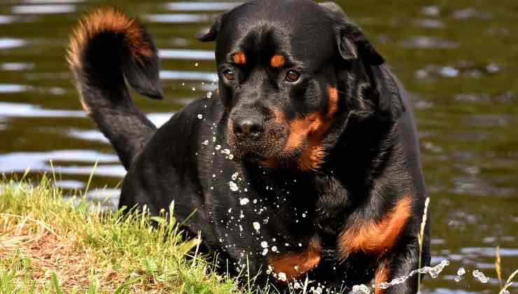 Rottweiler dallo sguardo triste in acqua vorrebbe bere 