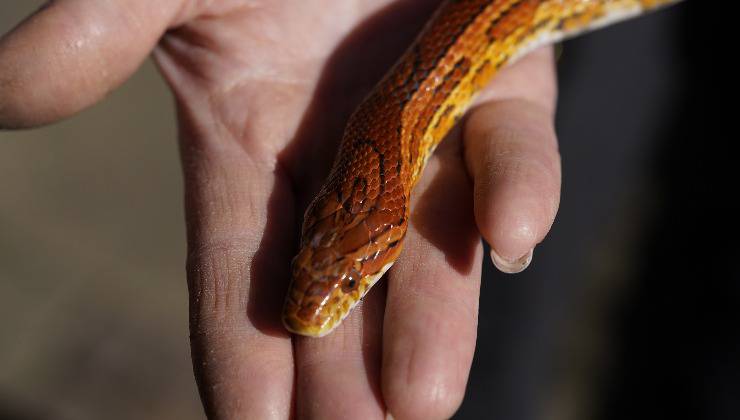 serpente del grano nelle mani 