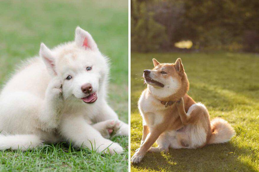 prurito nel cane un segnale di allergia 