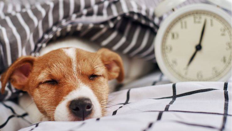 Cane sul letto che dorme ascoltando il ticchettio dell'orologio un suono che ama