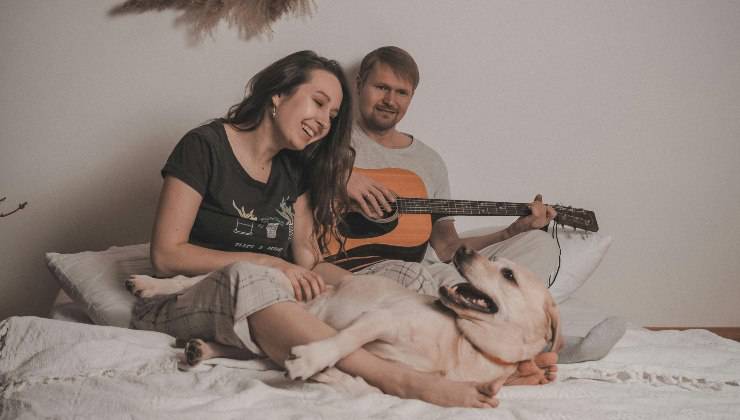 Cane steso sul letto ascolta il suono della chitarra che suona il suo umano