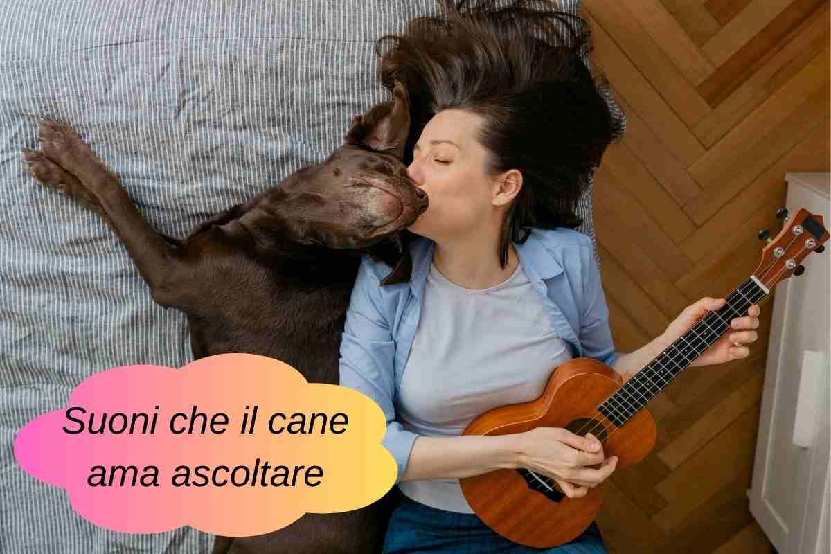 Cane felice sul letto che ascolta il suono della chitarra che gli piace 