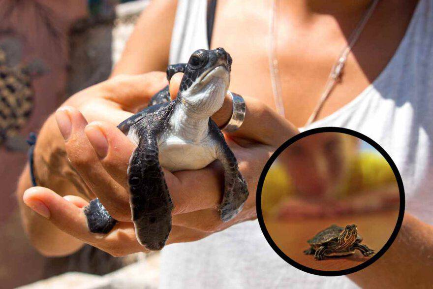 tartaruga con collo allungato tra le mani 