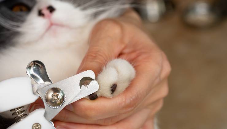 tronchesina per tagliare le unghie al gatto