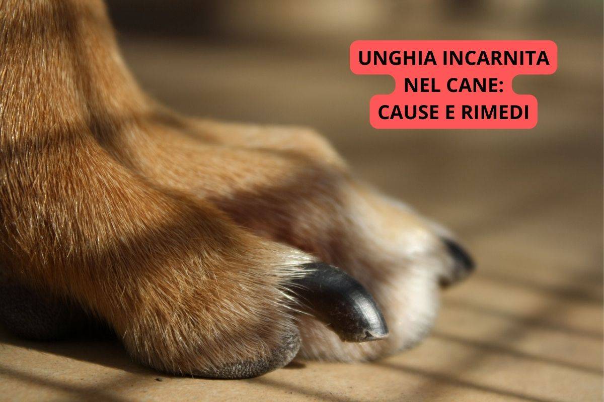 Unghie del cane