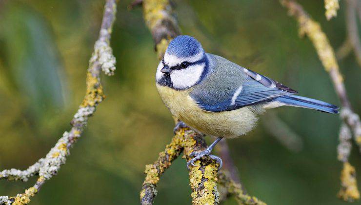 uccellino azzurro sul ramo 