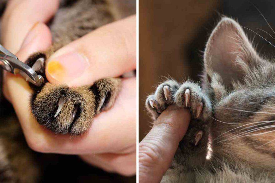 unghie del gatto 