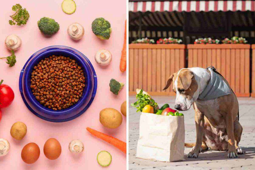busta con verdure e crocchette naturali per il cane