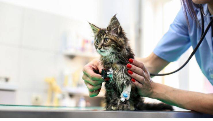 Veterinario visita gattino
