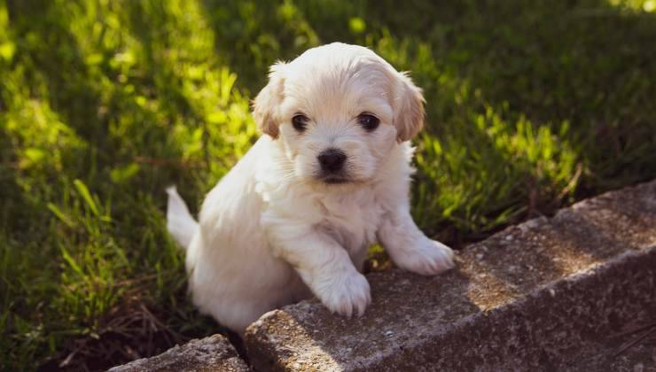 cagnolino bianco 