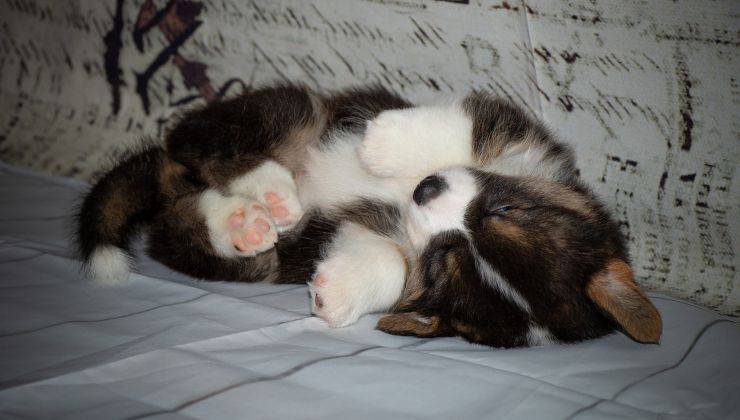 cagnolino dorme sulla schiena 