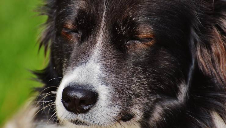 cane assonnato che può dire cose su di te 