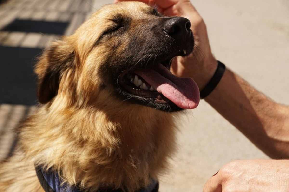 cura per l'alito cattivo del tuo cane