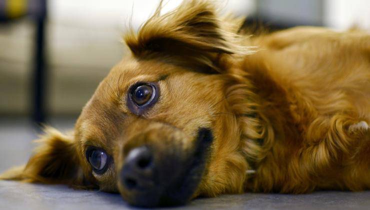 cane affranto perché incontinente 