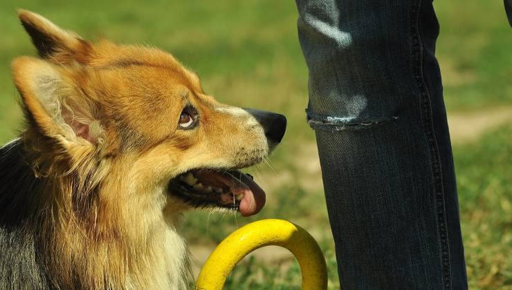 cane corgi vuole giocare 