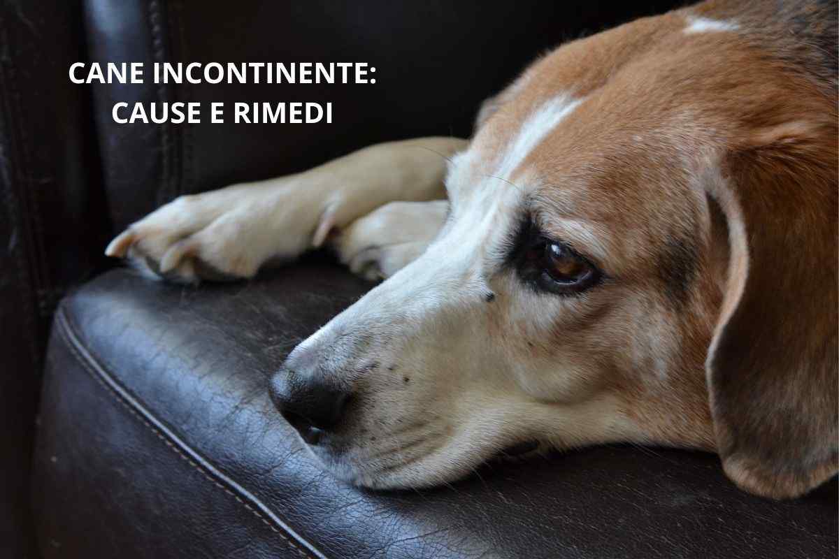 cane triste perché incontinente