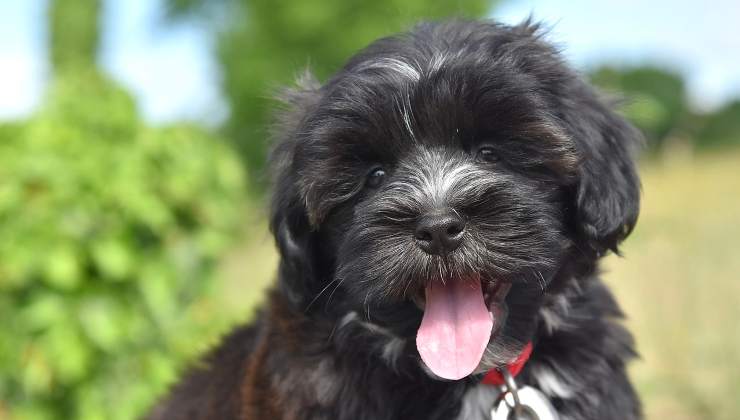 cane con la forfora con pelo bianco e nero 