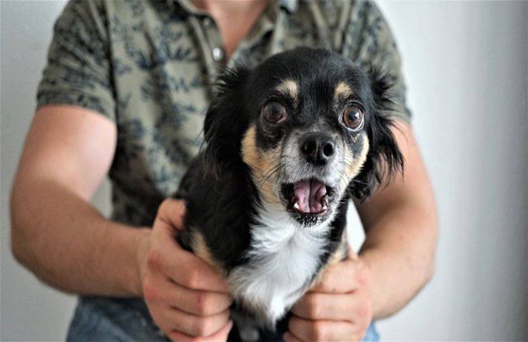 il tuo cane fa questo è perché si sente minacciato