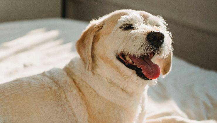 cane sul letto al sole 