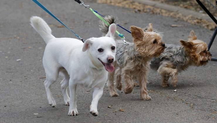 Tre cani al guinzaglio a passeggiare 