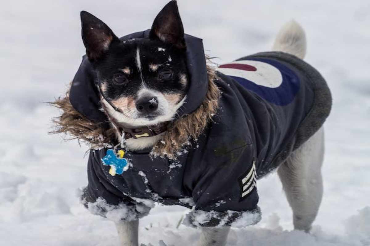 cappotto per cani non è sempre una buona idea