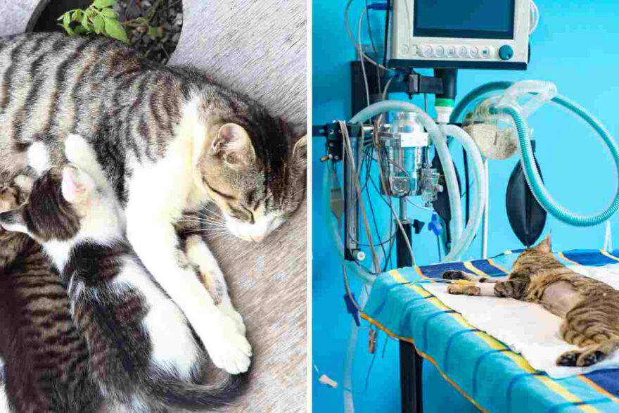 Gatto in sala per essere castrato 