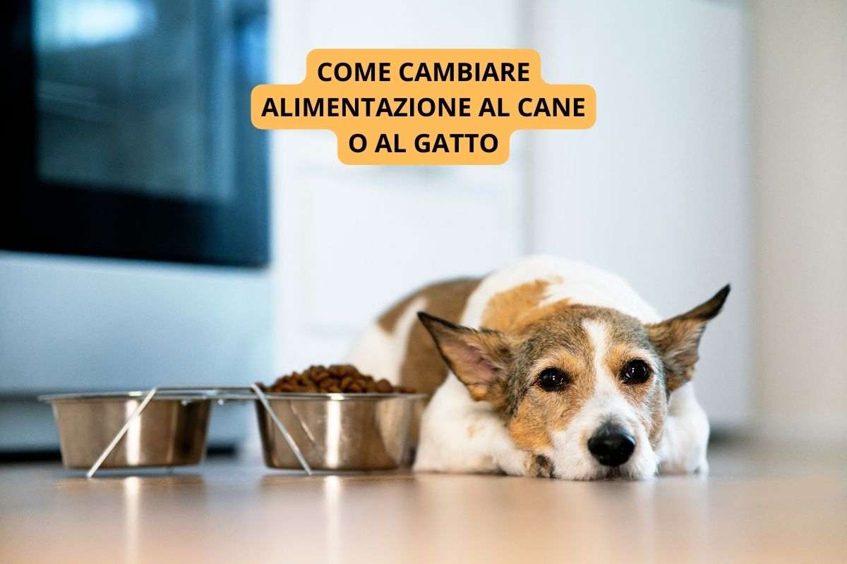 Cane accanto alle sue ciotole