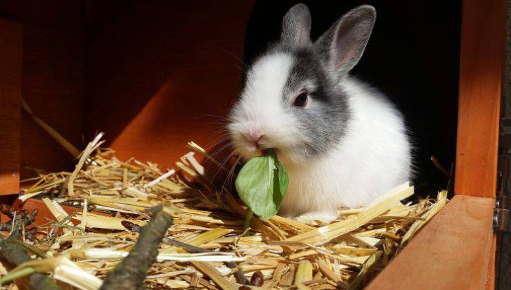 coniglio nano mangia nella sua gabbietta 