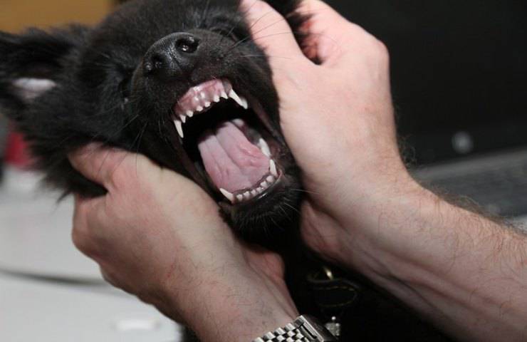 Lo sviluppo dentale del cane
