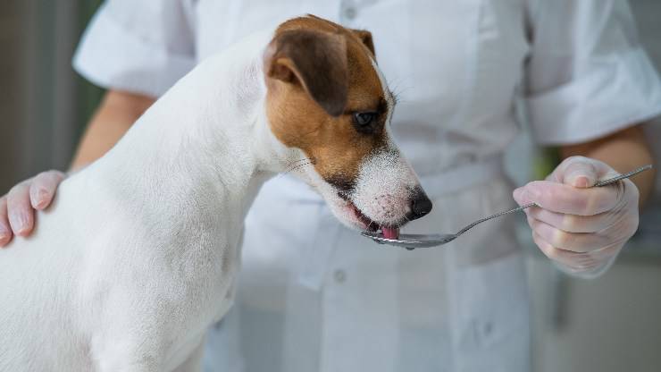 cane che prende medicina