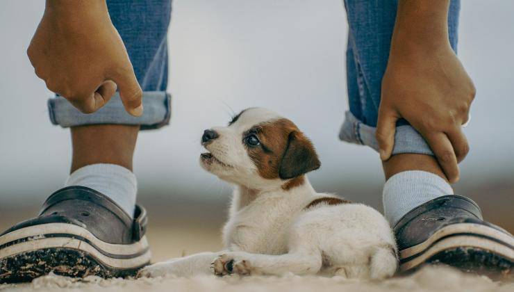 cucciolo cane con il suo proprietario 