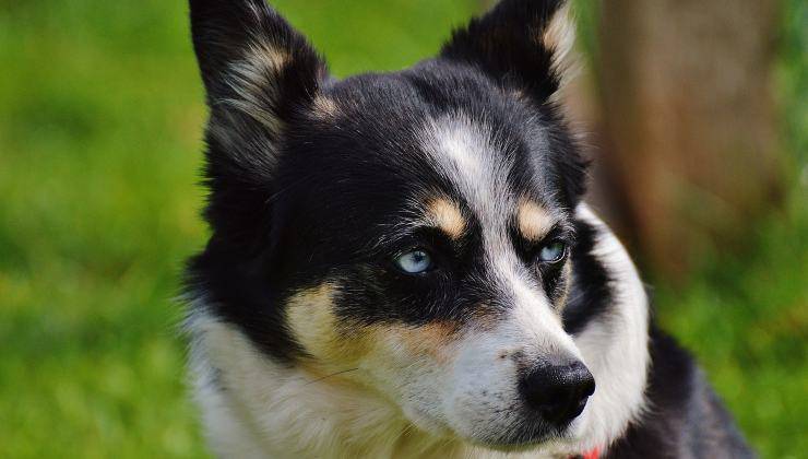 Cucciolo di husky che può dire cose su di te 