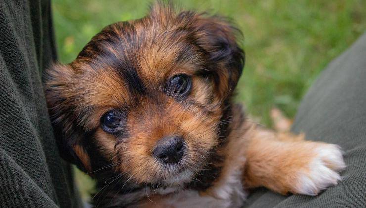 Cucciolo di cane in primo piano 