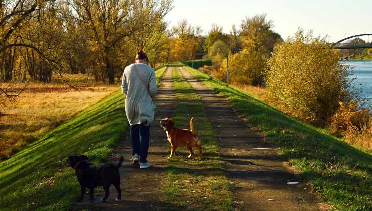 Donna a passeggio con due cani 