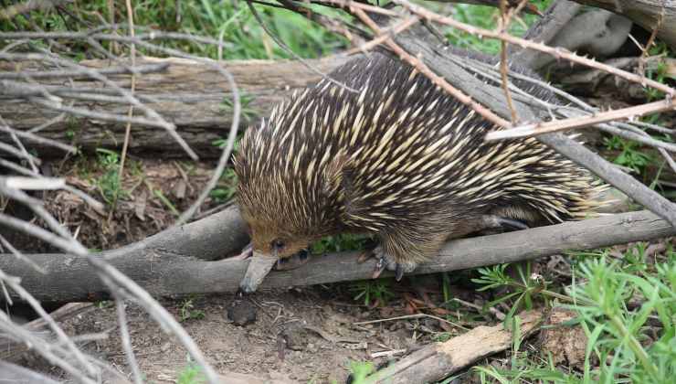 Echidna marrone 