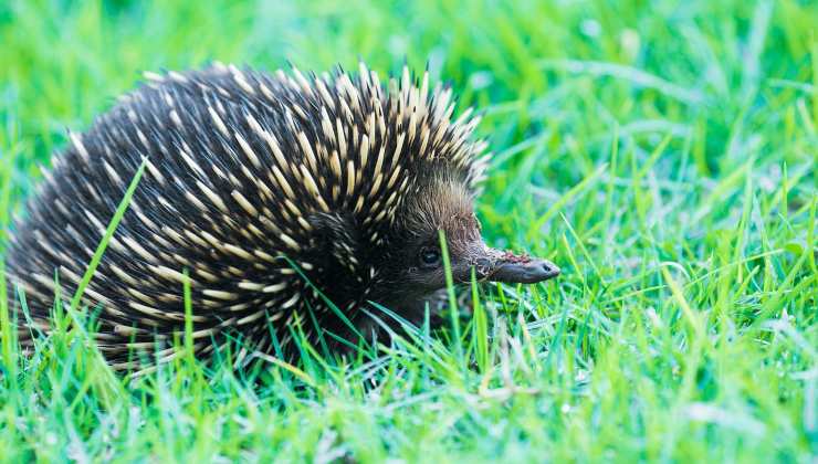 Echidna nell'erba 