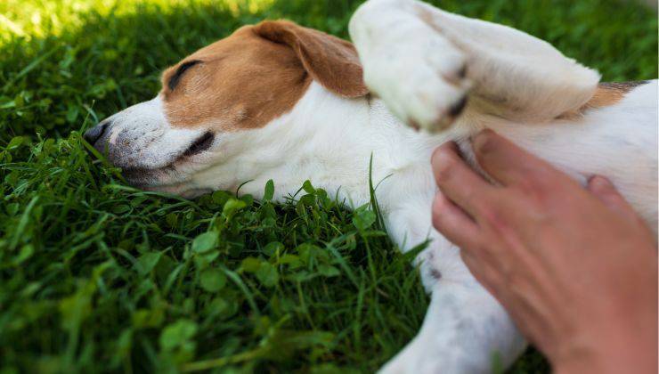 Cane ha prurito sul prato