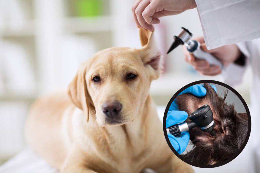 veterinario che osserva l'orecchio per capire se il cane è sordo