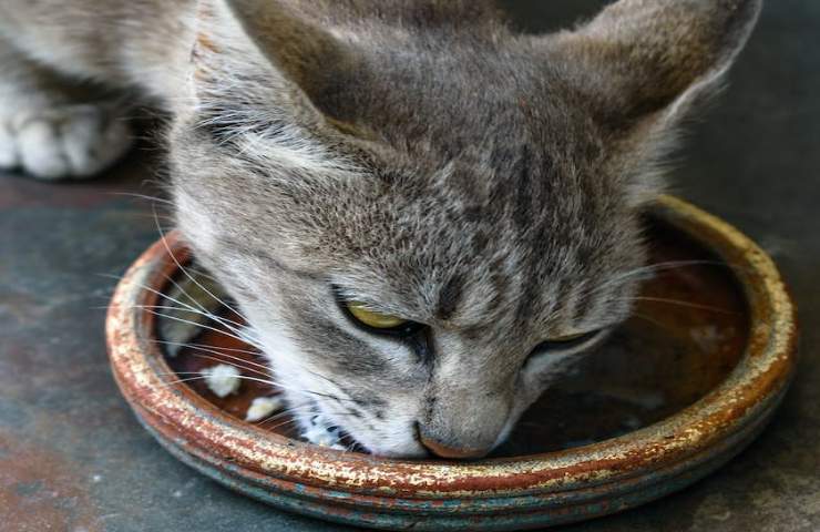 Perché i gatti si scambiano le ciotole